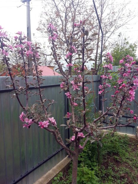  - Măr Red Love Circe