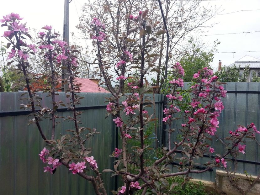  - Măr Red Love Circe