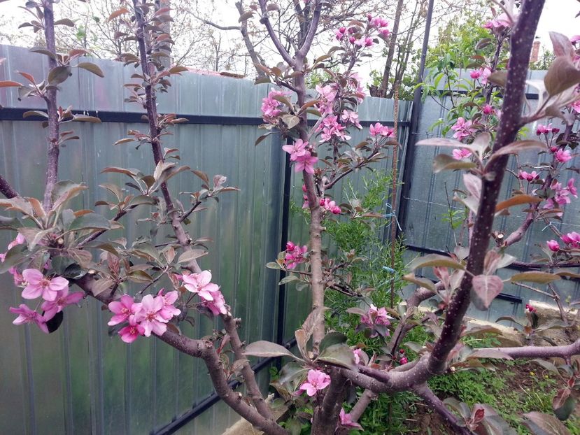  - Măr Red Love Circe