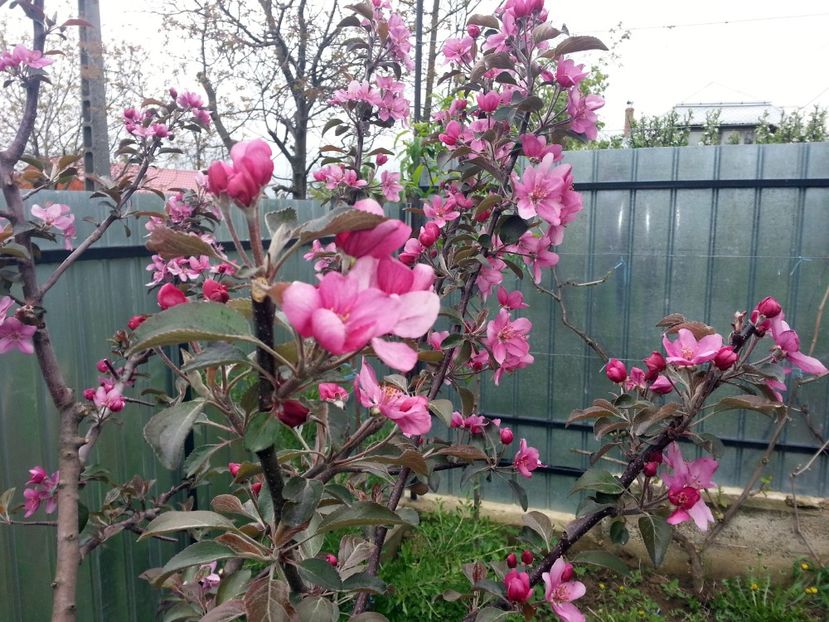  - Măr Red Love Circe