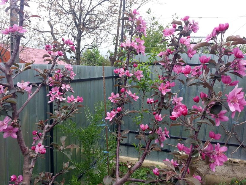  - Măr Red Love Circe