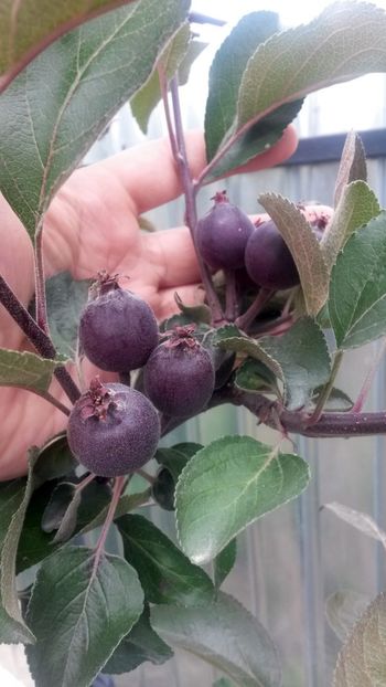  - Măr Red Love Circe