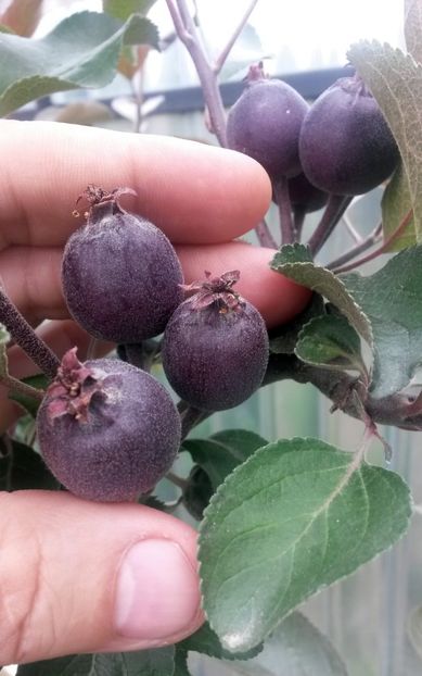  - Măr Red Love Circe