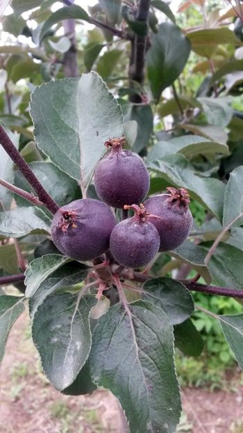  - Măr Red Love Circe