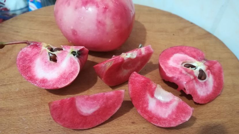  - Măr Red Love Circe