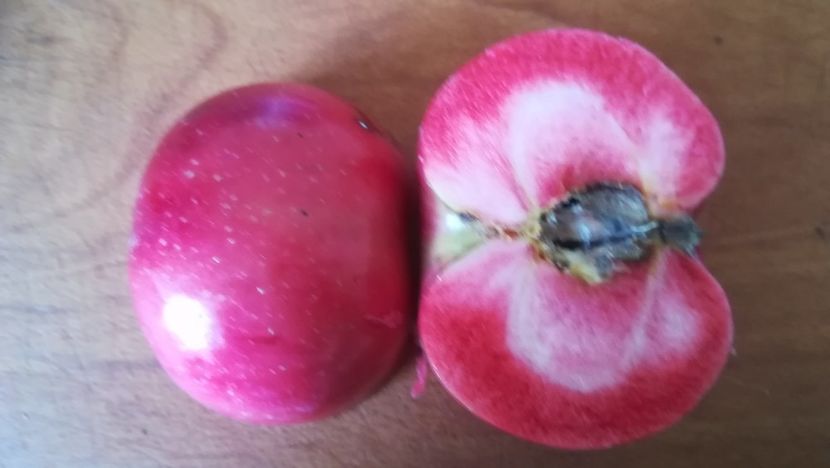  - Măr Red Love Circe