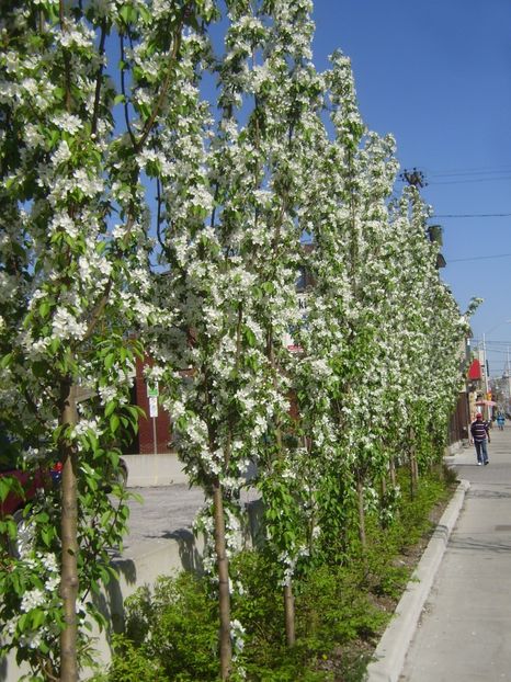 meri columnari - Meri columnari