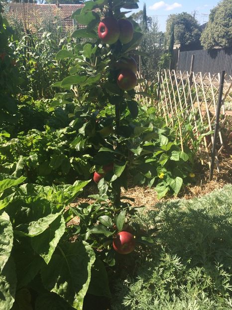 mar columnar - Meri columnari