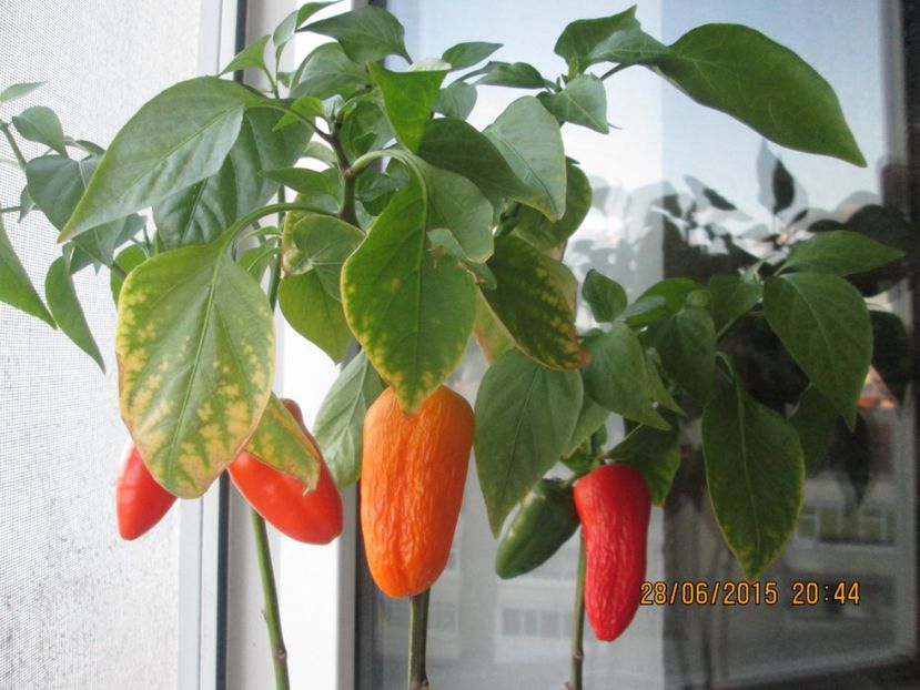  - Ardei dulci de ghiveci