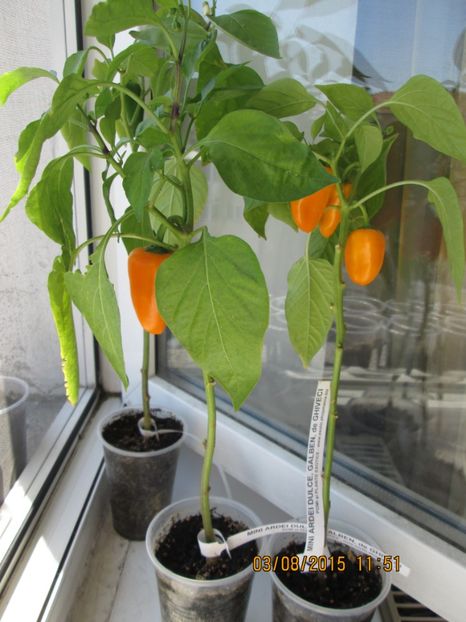  - Ardei dulci de ghiveci