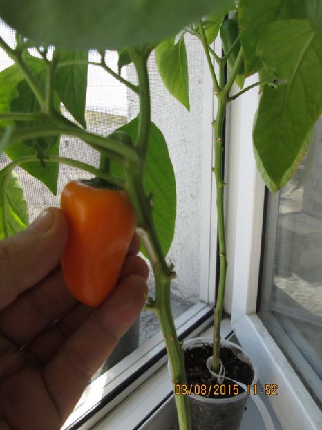  - Ardei dulci de ghiveci