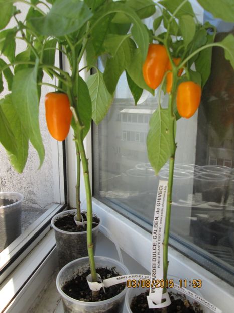  - Ardei dulci de ghiveci