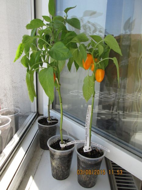  - Ardei dulci de ghiveci