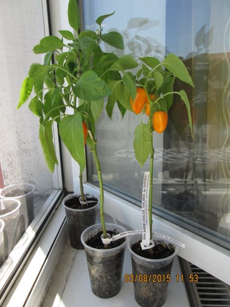  - Ardei dulci de ghiveci