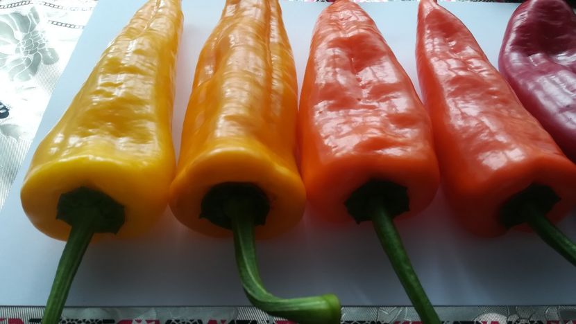  - Ardei dulci de ghiveci