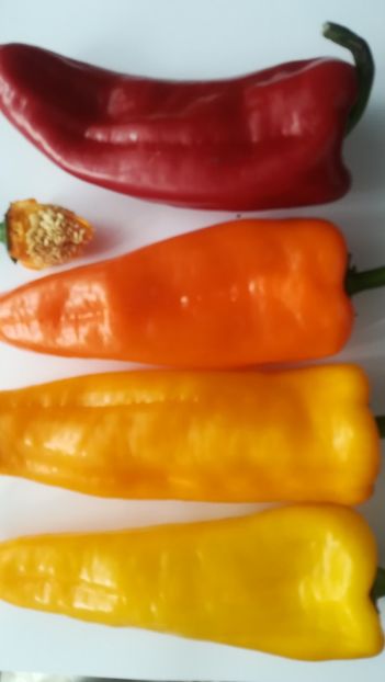  - Ardei dulci de ghiveci