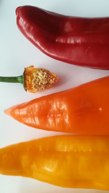  - Ardei dulci de ghiveci