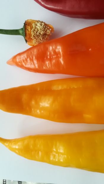  - Ardei dulci de ghiveci