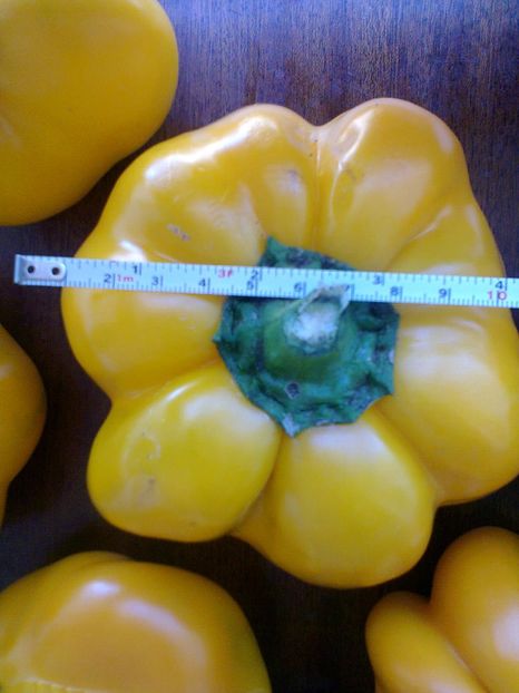 Fotografie0970 - Gogoșari galbeni