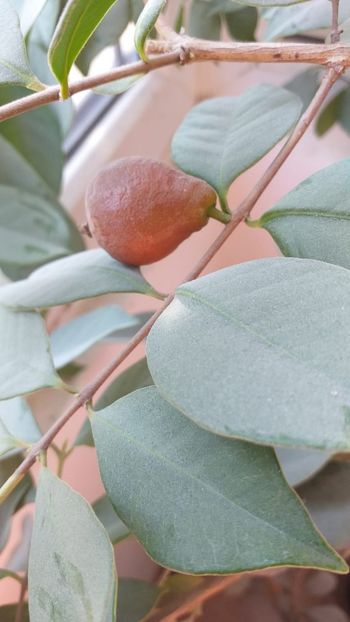 IMG-20191004-WA0013 - Strawberry guava