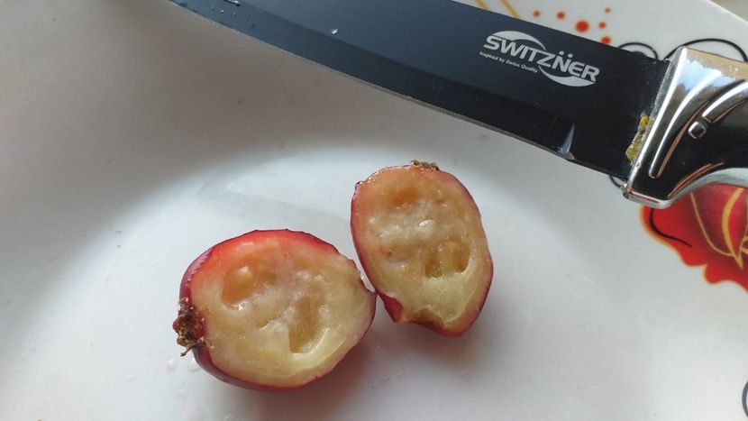 IMG-20191004-WA0017 - Strawberry guava