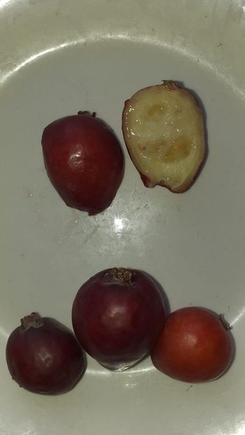 IMG-20191004-WA0010 - Strawberry guava