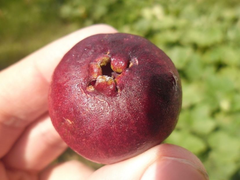 cherry guava - Strawberry guava