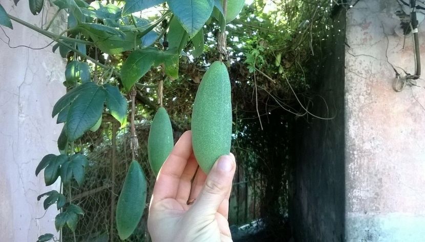 passiflora mollissima - Curuba