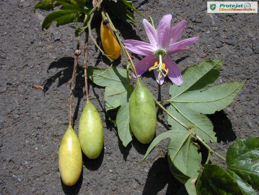 passiflora mollissima - Curuba