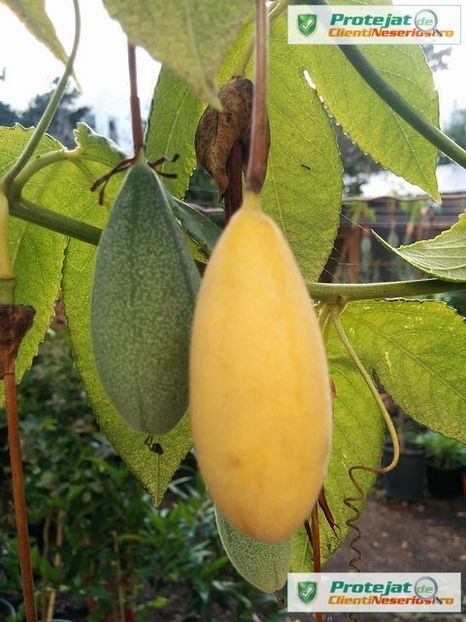 passiflora mollissima - Curuba
