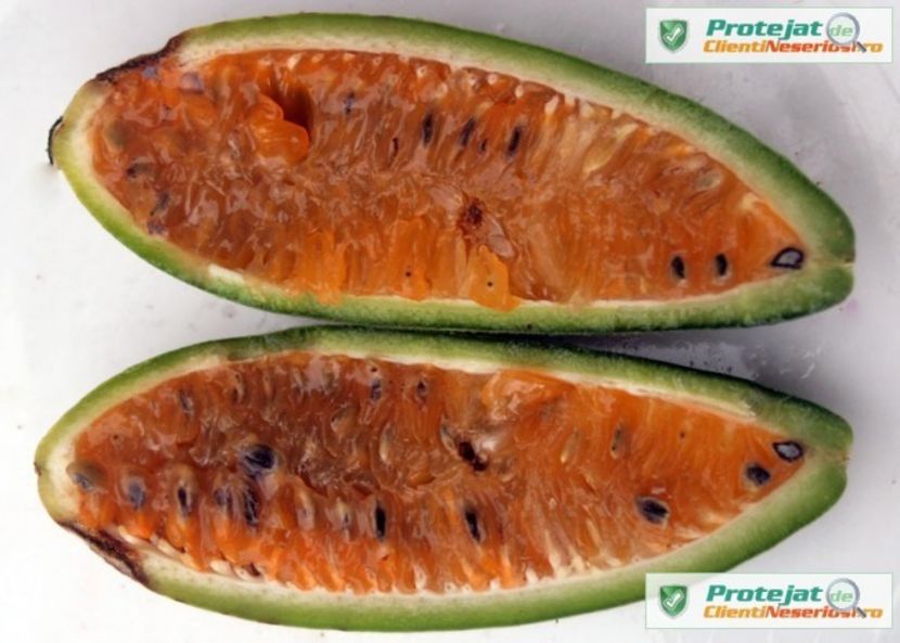 passiflora mollissima - Curuba