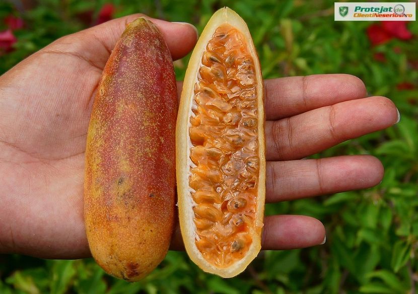 passiflora mollissima - Curuba