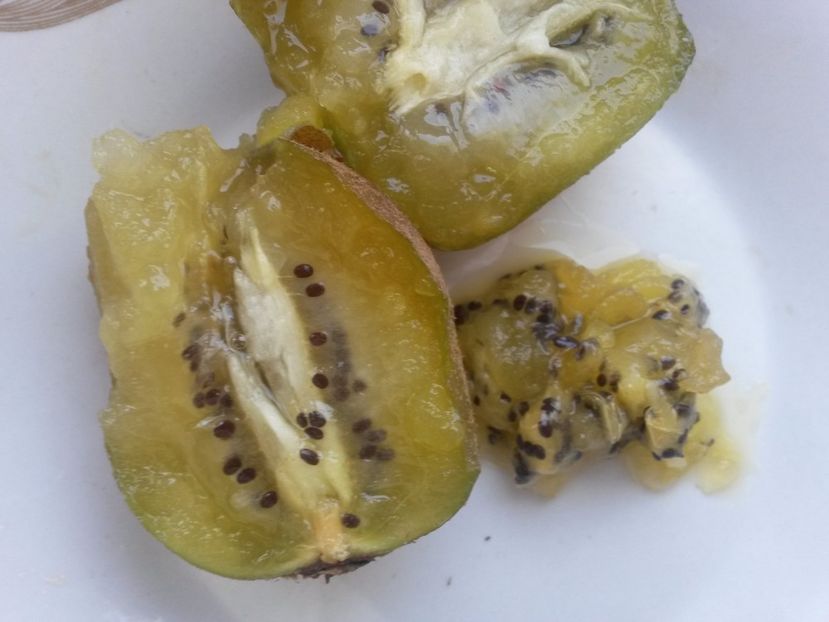 kiwi soreli - Kiwi galben