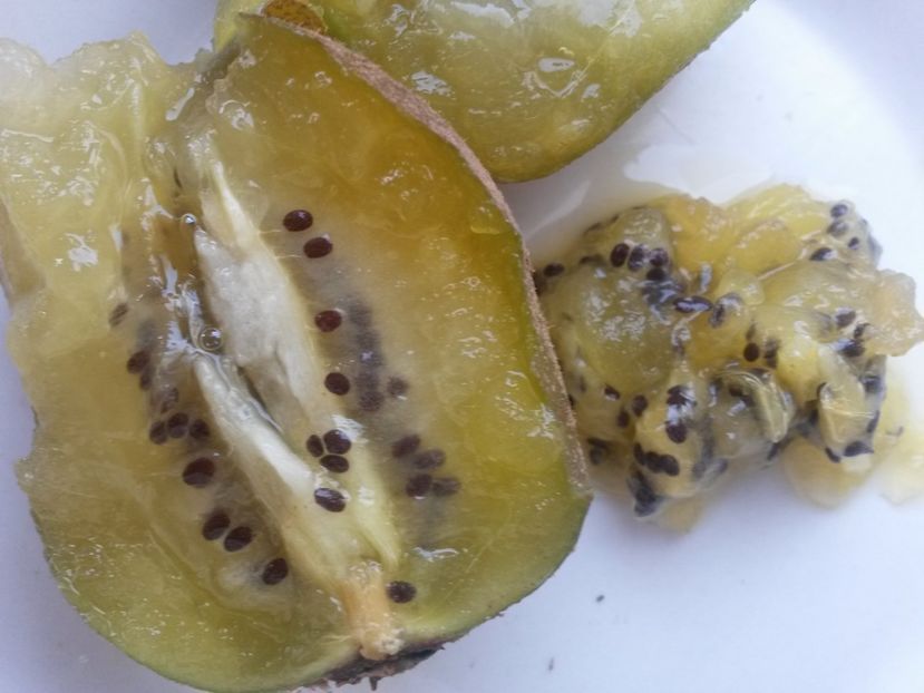 kiwi soreli - Kiwi galben