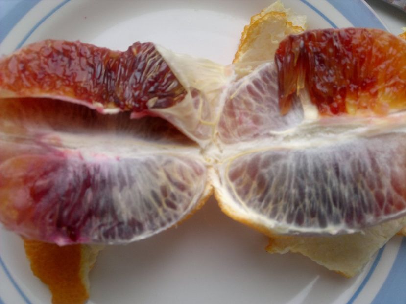 2015-01-25-146 - Portocale roșii