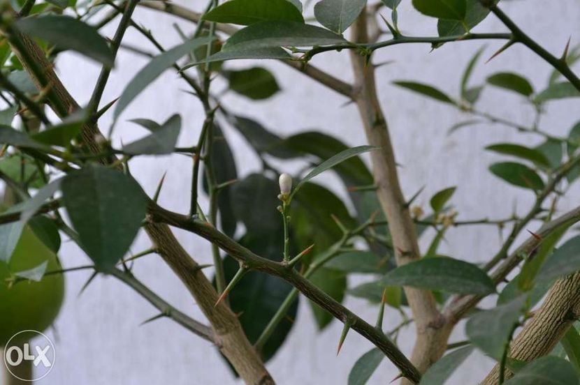 pomelo - Pomelo cu miez roz