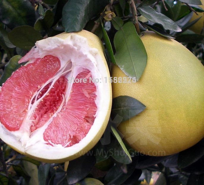 pink pomelo - Pomelo cu miez roz
