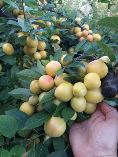 prune galbene, soi rusesc - Prun galben