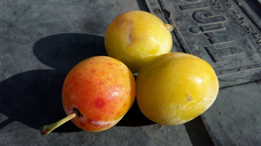 prune galbene (goldane) - Prun galben