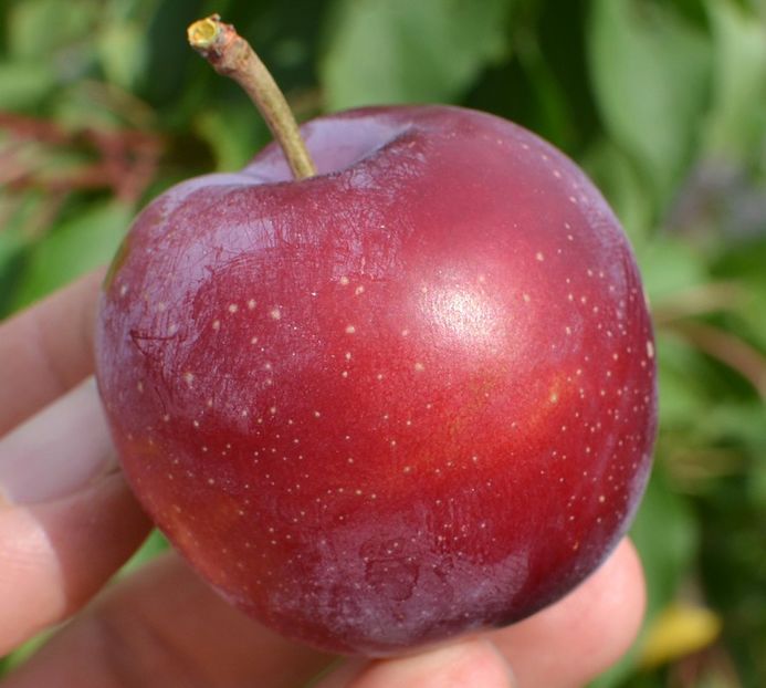 yalta3 - Prun Rusesc