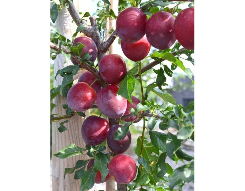 Prune soi rusesc - Prun Rusesc