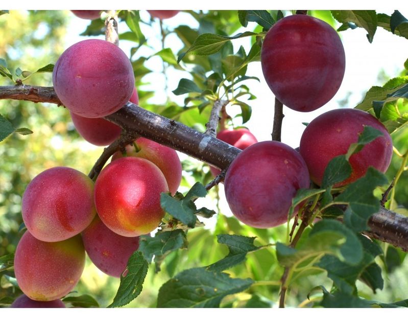 Prune soi rusesc - Prun Rusesc