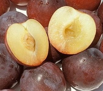 prun santarosa - Prun Rusesc