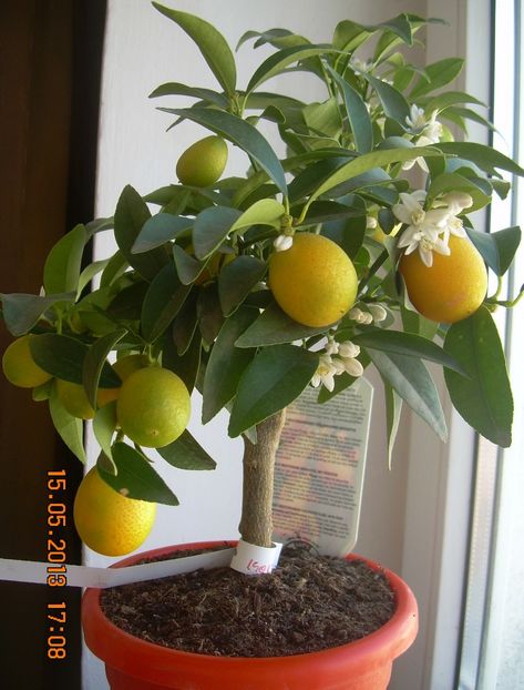 AA - Kumquat