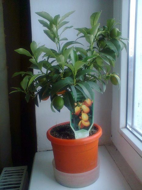 Fotografie0573 - Kumquat