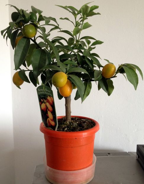 kumquat - Kumquat