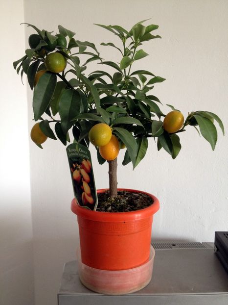 poza (1) - Kumquat