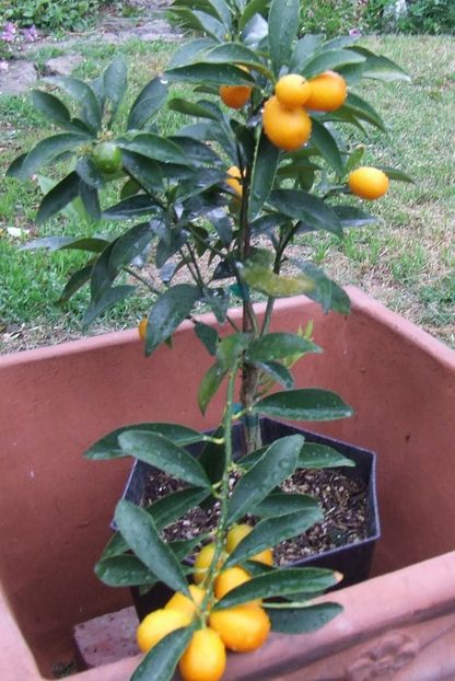 kumquat plus 006 - Kumquat