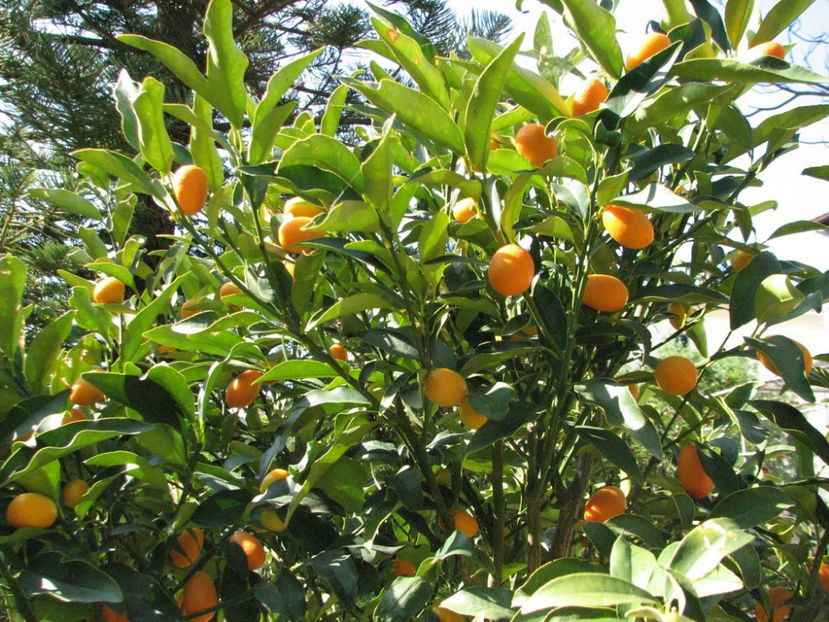 Kumquat tree - Kumquat