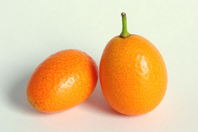 Kumquat-0245 - Kumquat